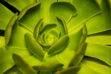 Fototapeta premium A Hen and Chicks or Rosette or Stone Lotus or Succulent Plants c