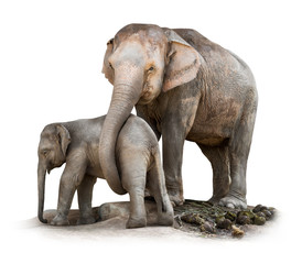 Fototapeta na wymiar Elephant family isolated