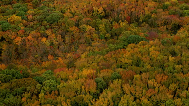 Aerial shot of trees in beautiful Fall color