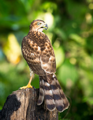 Hawk