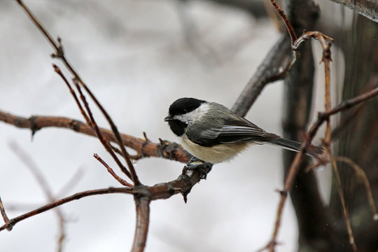 m&eacute;sange &agrave; t&ecirc;te noire