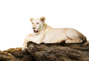White lion