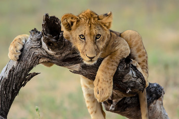 Fototapeta premium Young lion hanging out