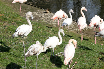 flamant rose 15032016