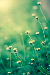 green grass and yellow flowers background with bokeh