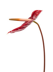 dark red anthurium