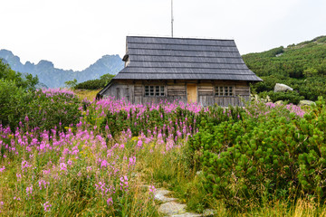 Wooden hut on flowery meadow in Tatra Mountains