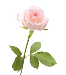 Papier Peint photo Lavable Roses gentle pink rose
