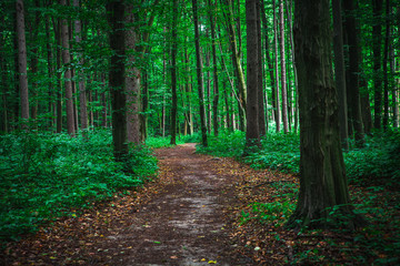 Obraz premium beautiful green forest