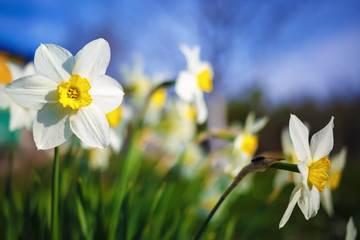 Close-up of bright blooming daffodils on the blurred nature and blue sky background. Flowering narcissus. Spring flowers. Shallow depth of field. Selective focus. © Veresovich