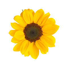 Fototapeta premium sunflower isolated on white