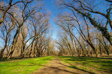 path in to deep ancient forest