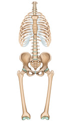 Anatomie Brustkorb, Hüfte und Oberschenkelknochen