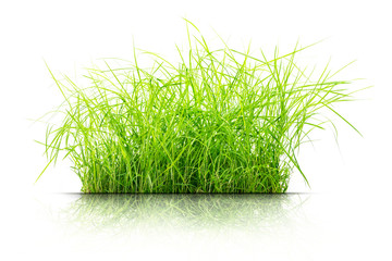 Clump of grass isolated