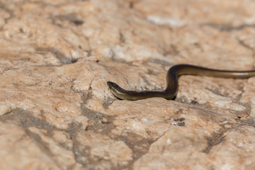 snake on a rock