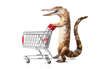Crocodile and shopping cart