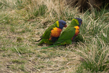 Parrot, Lori multicolored mountain (Trichoglossus haematodus moluccanus)