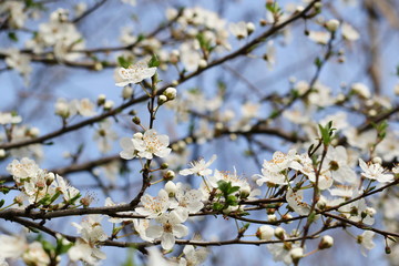 Spring blossom background, plum tree