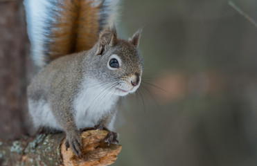 Obraz premium Cute springtime Red squirrel, close up, perched on a broken branch stump on a Northern Ontario pine tree. 