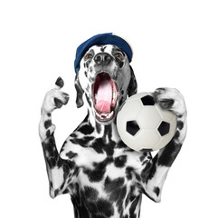 Cute dog in cap holding a soccer ball and shout and scream