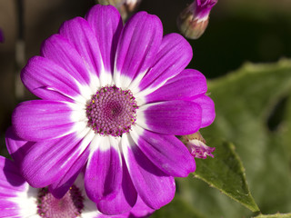 Primer plano de flor lila y blanca 