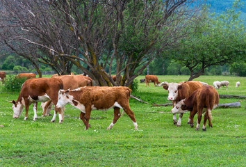 Fototapeta na wymiar a herd of cows in a meadow