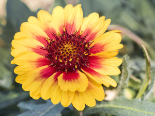 Flor de pétalos amarillos y rojos 