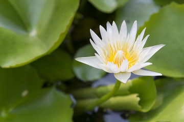 the white lotus or water lilie in the pond with the sunlight scene © Pixel_B