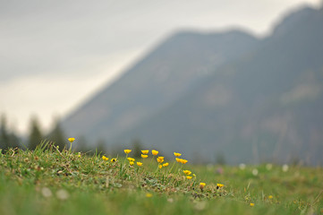 Frühlingsboten im Gebirge