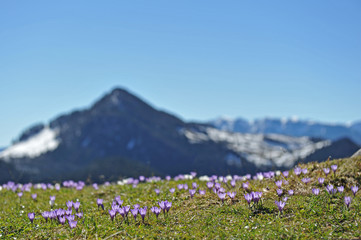 Fototapeta premium Frühlingsboten im Gebirge