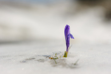 Fototapeta na wymiar Frühlingsblumen im Schnee