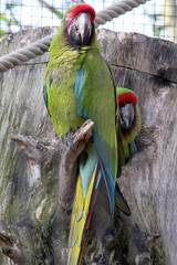 ara 15032016 © ALF photo