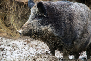 Dziki © marcinbawiec