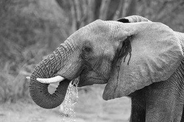 Troupeau reproducteur d& 39 éléphants buvant de l& 39 eau dans un petit étang