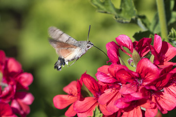 Mariposa Esfinge colibrí volando sobre flores © maycam