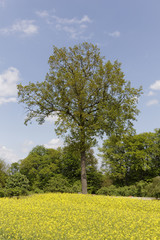 Fototapeta na wymiar Rape field with trees in May, Hilter, Osnabrueck country region, Germany, Europe