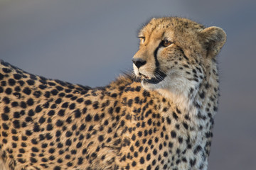 Lone cheetah walking across road at dusk