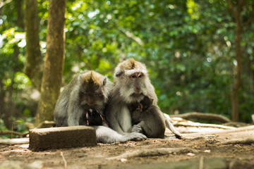 Two monkey mothers and their babies sit on the ground in Monkey Forest, Ubud, Bali, Indonesia