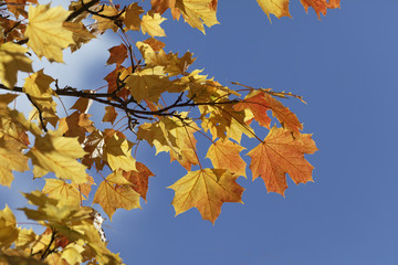 Fototapeta na wymiar Acer platanoides, Norway maple in autumn, Germany, Europe