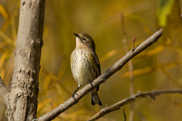 Fall Yellow-rumped Warbler