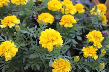 Marigold flowers in a pot seedling spring