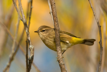 Palm Warbler