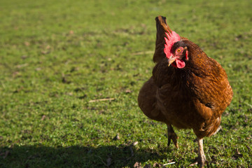 Free range chickens on a lawn