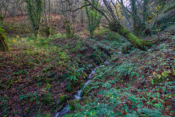stream across the forest