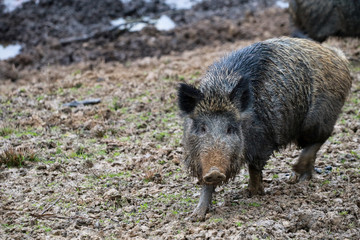 Dziki © marcinbawiec