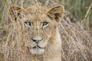 Lioness move in brown grass to kill