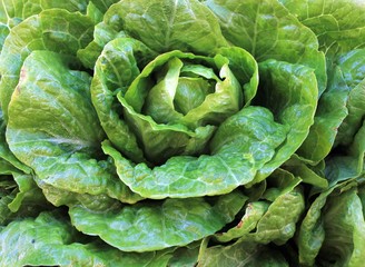 Green fresh salad in the garden in summer