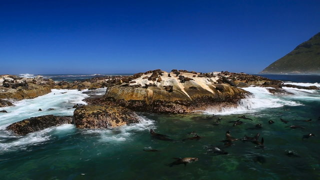 Republic of South Africa. Duiker Island (Seal Island) near Hout Bay (Cape Peninsula, Cape Town). Cape fur seal colony (Arctocephalus pusillus, also known as Brown fur seal). Slow motion effect