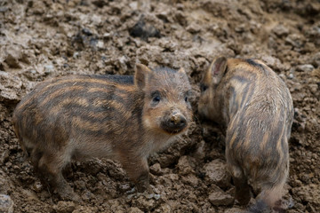 Dziki © marcinbawiec