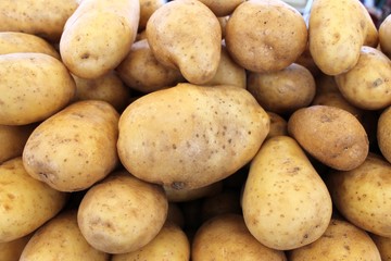 Potatoes fresh big harvest on a table